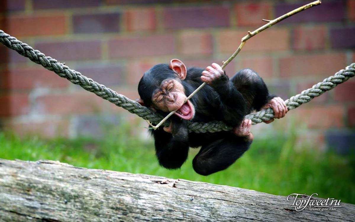 Детеныш Шимпанзе
