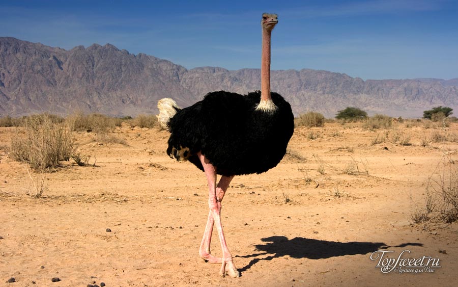 Африканский страус. Нелетающие птицы