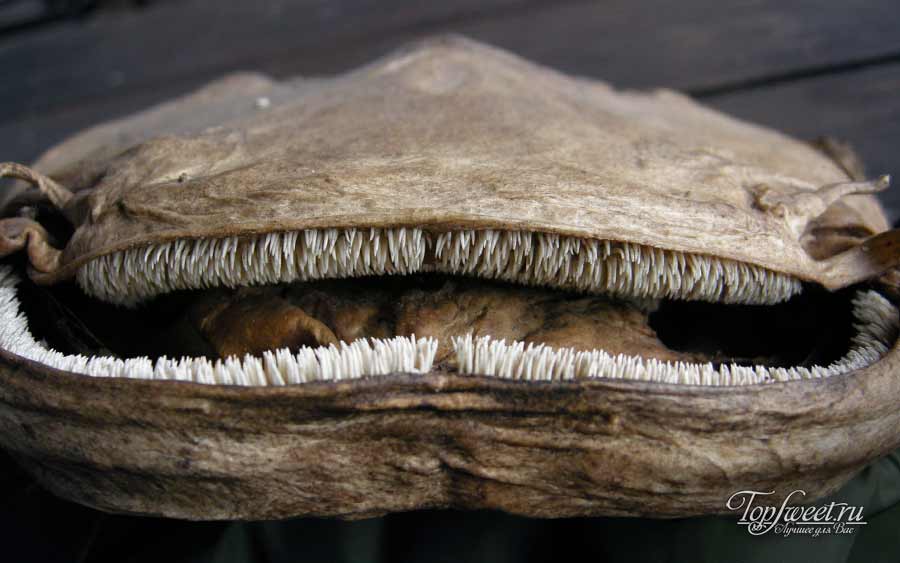 Зубы-щетки обыкновенного сома