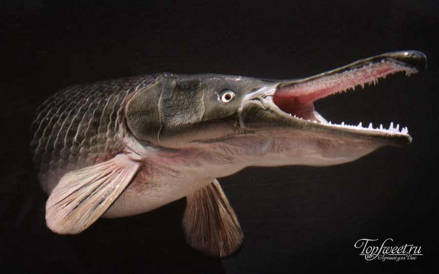 Миссисипский панцирник (рыба-аллигатор)
