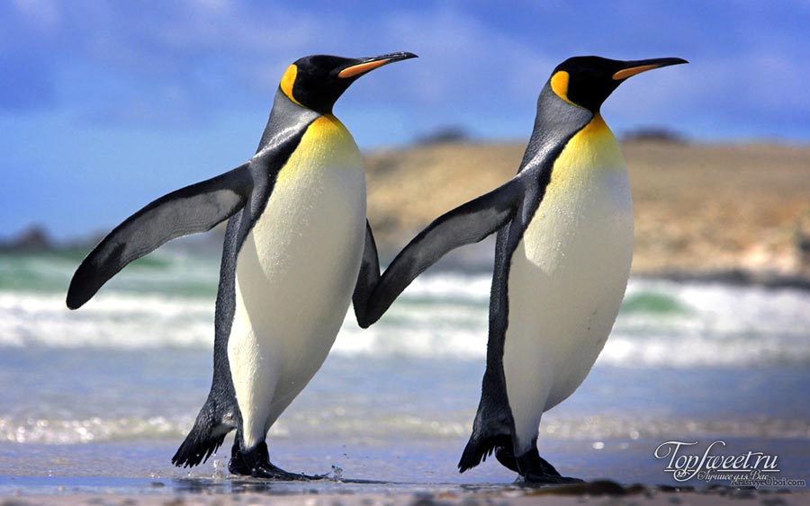 Пингвины. ТОП-10 птиц без крыльев