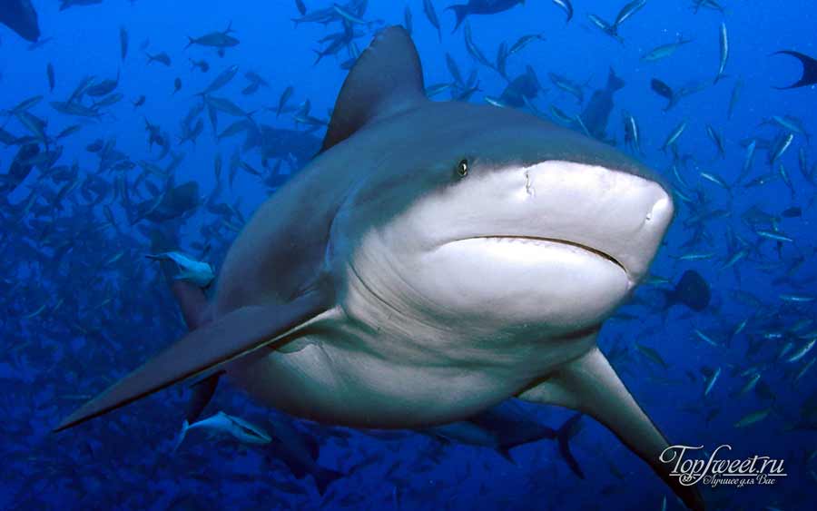 Тупорылая акула