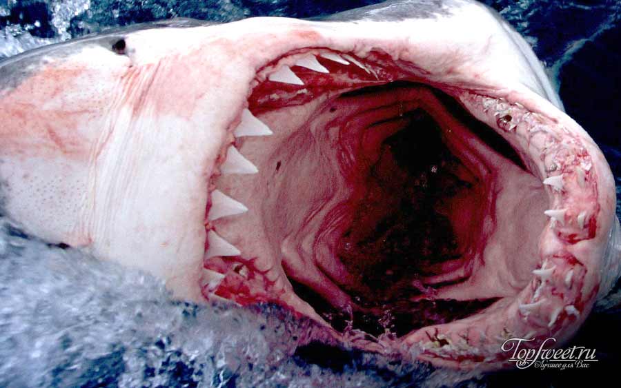 на фото: пасть тупорылой акулы