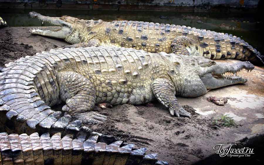 Гребнистый крокодил