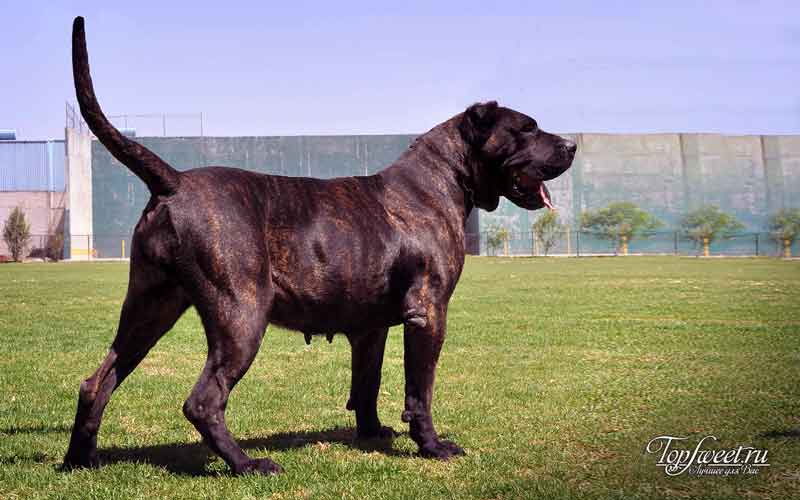 Канарский дог. Самые большие собаки в мире