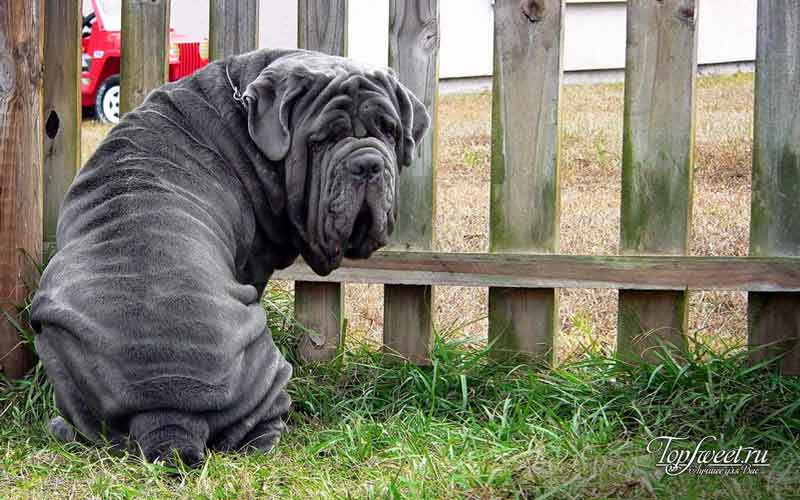 Неаполитанский мастиф. Самые большие собаки в мире