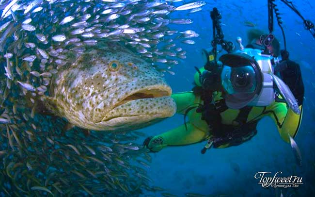 Подводный мир острова Тау
