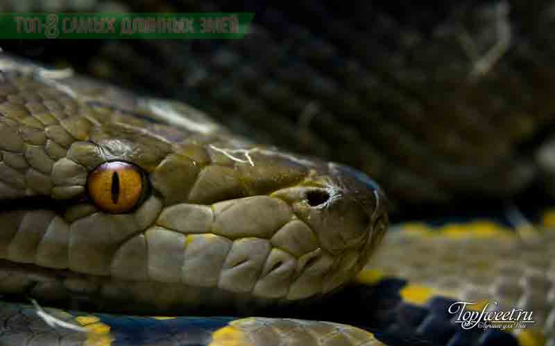 Сетчатый питон. Самая длинная змея в мире