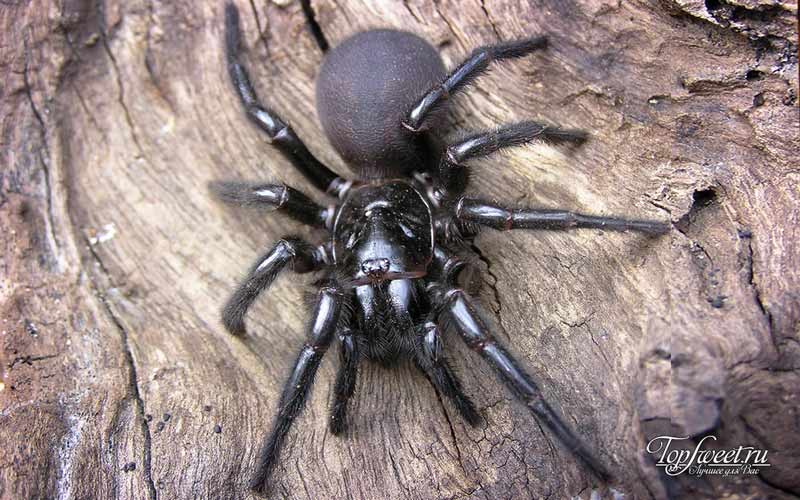 Cиднейский лейкопаутинный паук