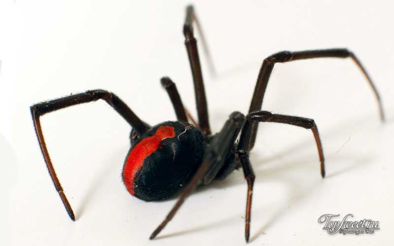 Красноспинный паук. Ядовитые пауки