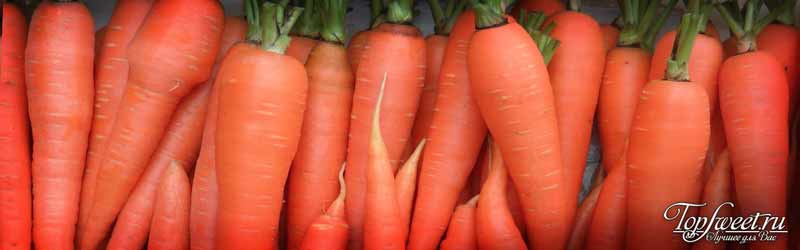 Морковь. Самые полезные продукты для глаз