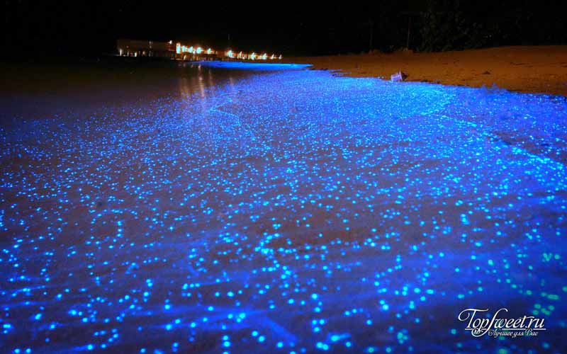 Биолюминисцентный пляж. Самые необычные пляжи в мире