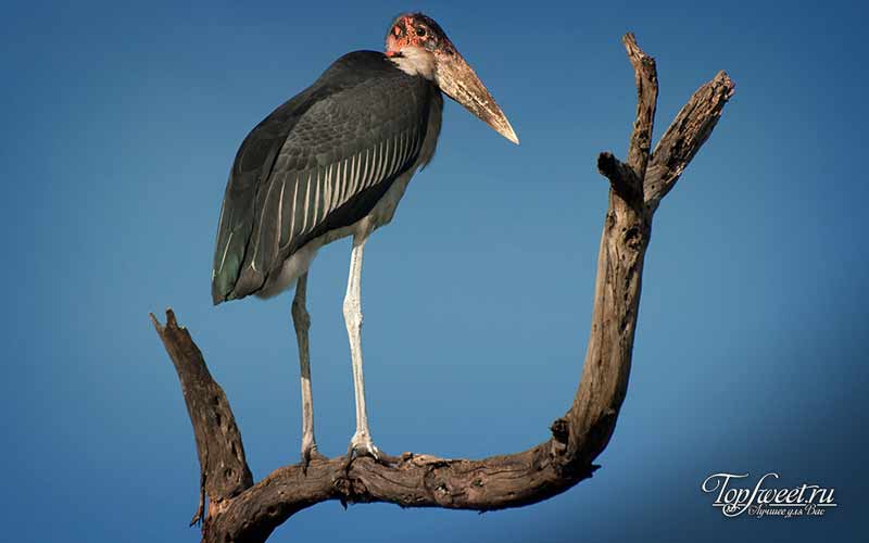 Марабу. Самые необычные птицы