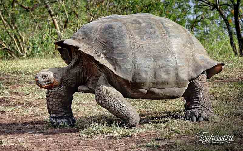 Гигантская черепаха. Самые медленные животные мира