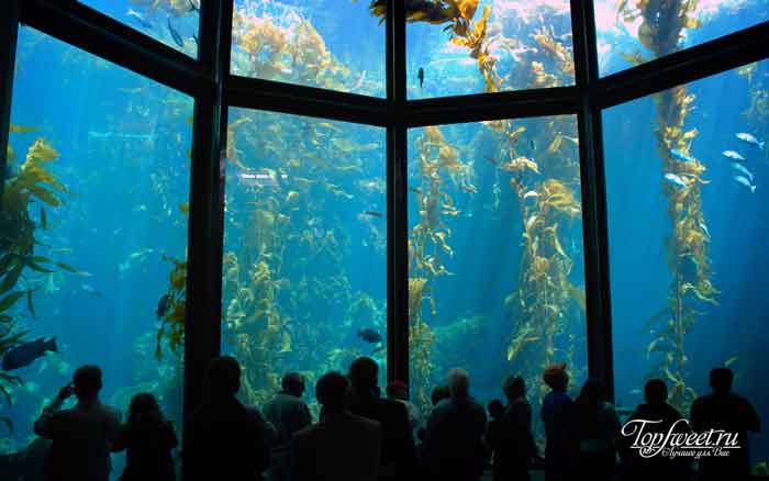 Monterey Bay Aquarium. Самые большие и необычные аквариумы в мире