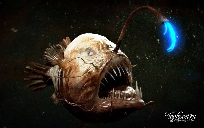 Морской черт. ТОП-10 Самые ужасные морские существа