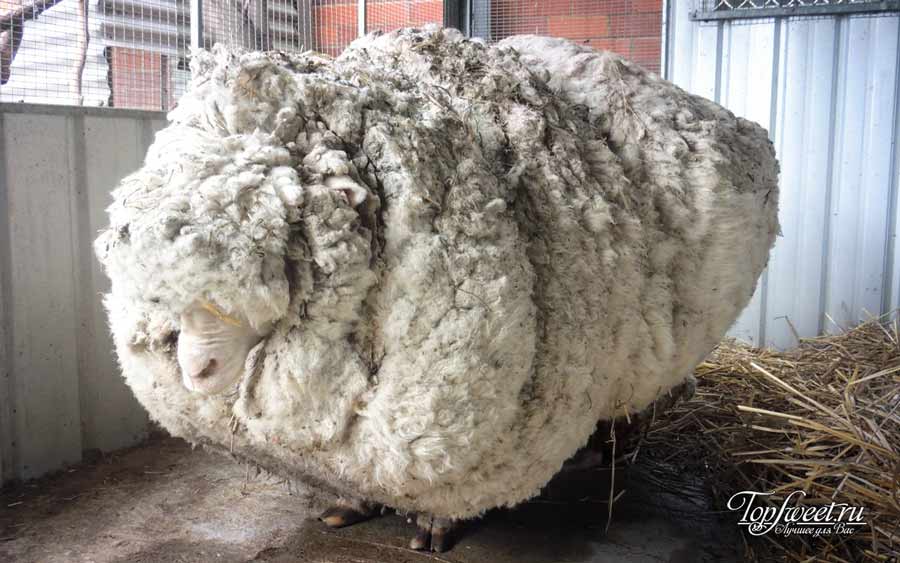 Овца. Удивительные рекорды животного мира. ТОП-10