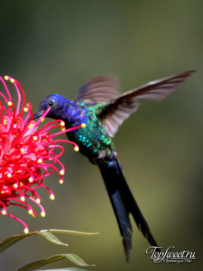 Ширококрылый колибри
