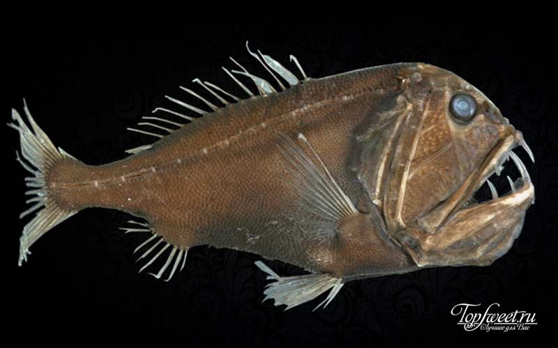 Саблезубы. ТОП-10 Самые ужасные морские существа