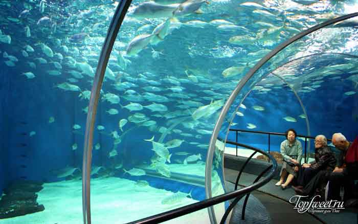 Shanghai Ocean Aquarium. Самые большие и необычные аквариумы в мире