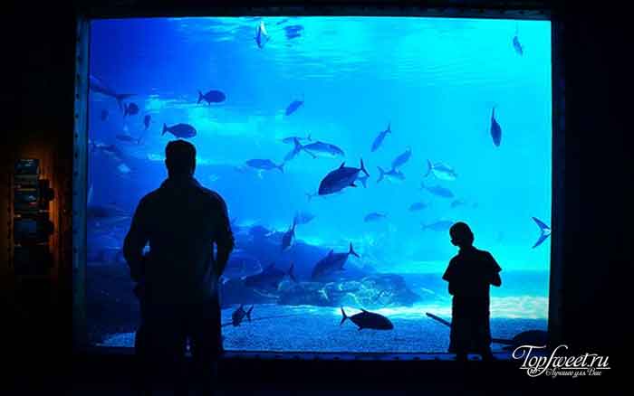 uShaka Marine World. Самые большие и необычные аквариумы в мире