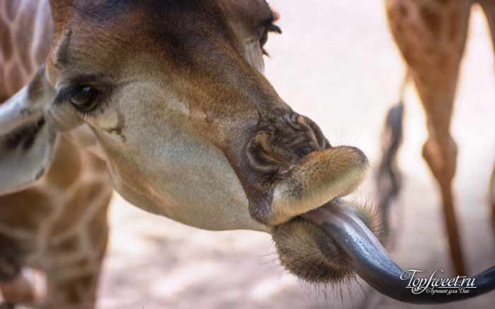 Жираф. Интересные факты о диких животных Африки. ТОП-25