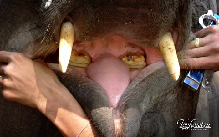 Зубы слона