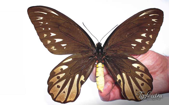 Бабочка птицекрылка королевы Александры