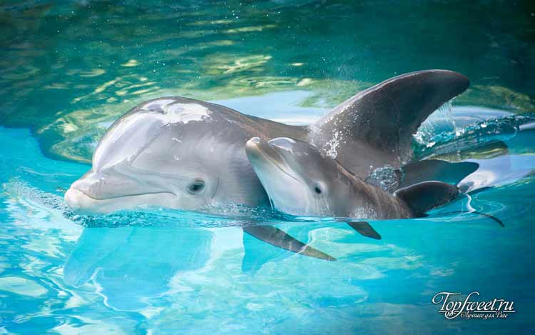 Дельфины. ТОП-10 самых умных животных