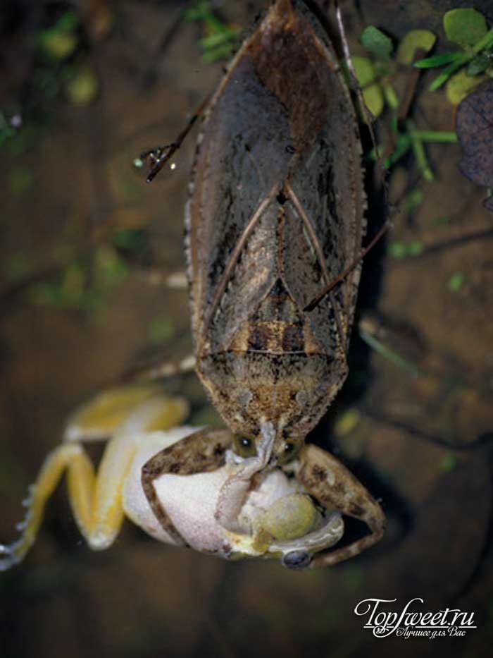 Гигантский водяной клоп. Самые большие насекомые в мире