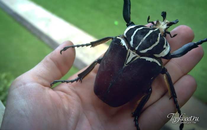 Жук Голиаф. Самые большие насекомые в мире