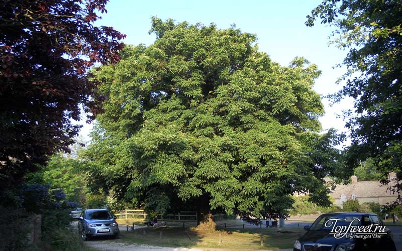 The Chestnut Tree of One Hundred Horses