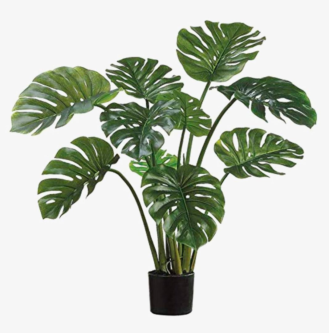 Монстера Делициоза (Monstera deliciosa)