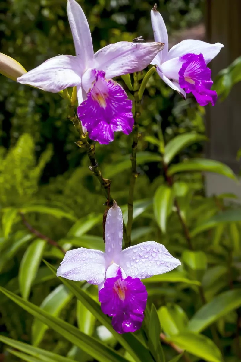 Самые красивые орхидеи - Бамбуковая орхидея