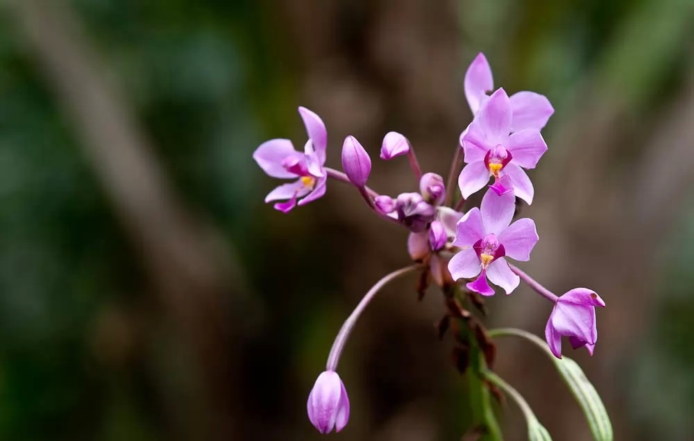 Самые красивые орхидеи - Спатоглоттис Складчатый