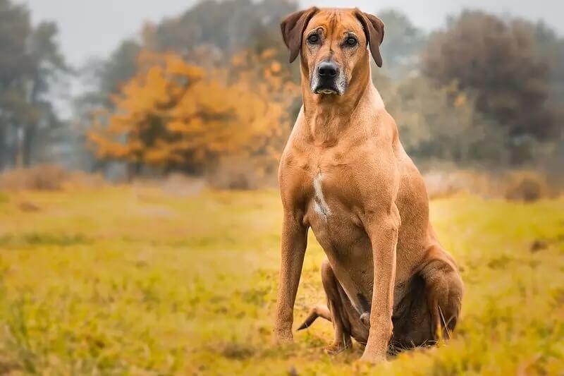 Самые сильные породы собак - Родезийский риджбек
