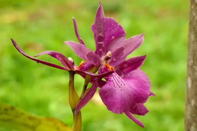 Самые красивые орхидеи - Мильтасия
