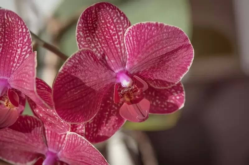 Самые красивые орхидеи - Ред Барри