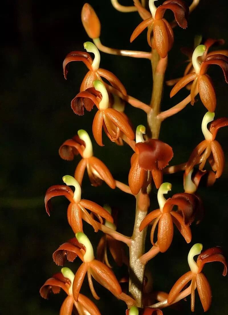 Самые красивые орхидеи - Липарис Широколистный