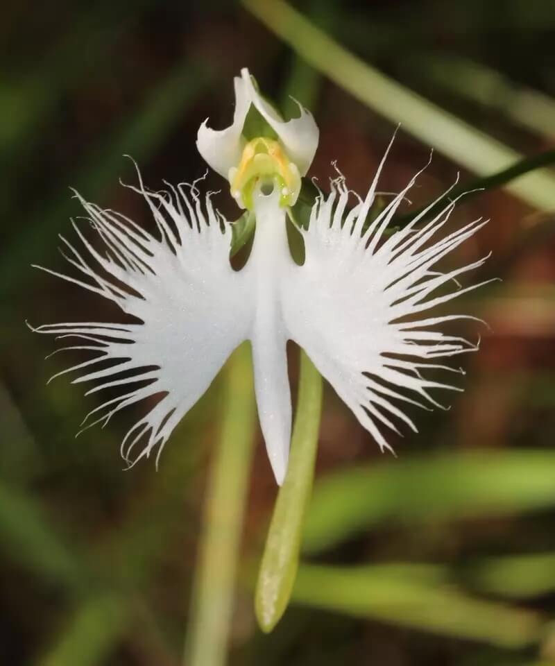 Самые красивые орхидеи - орхидея Белая Цапля